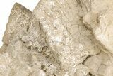 Cretaceous Rudist (Durania) - Kansas #208173-4